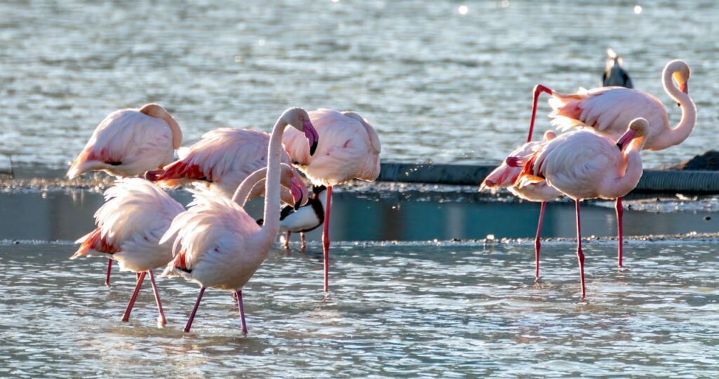 Calpe - Playa de la Fossa Flamingo's on the beach on town beach Calpe